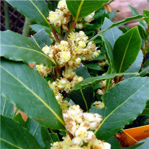 Laurus nobilis