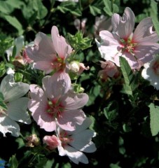 Lavatera Barnsley