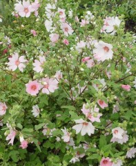 Lavatera Barnsley