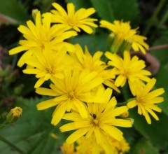 Leontodon ringens