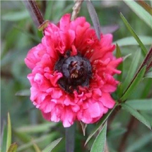 Leptospermum scoparium Burgundy Queen