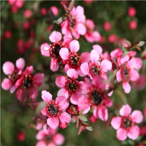 Leptospermum scoparium Nana Kiwi