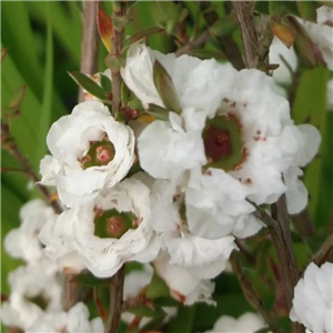 Leptospermum scoparium Snow Flurries