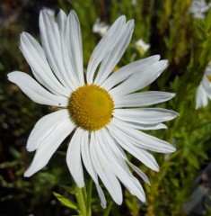 Leucanthamella serotina