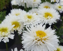 Leucanthemum superbum Snehurka