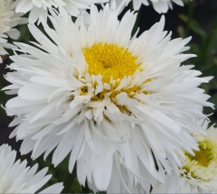 Leucanthemum superbum Snehurka