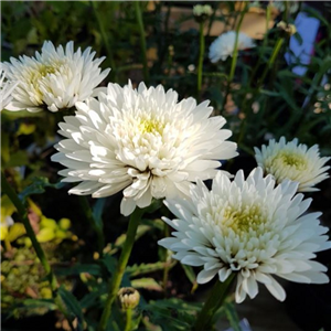 Leucanthemum superbum Summer Snowball