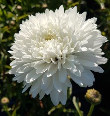 Leucanthemum superbum Summer Snowball