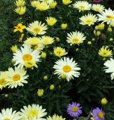 Leucanthemum superbum Banana Cream