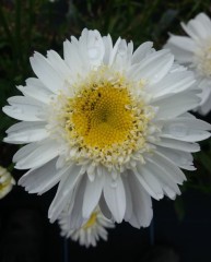 Leucanthemum superbum Margaret