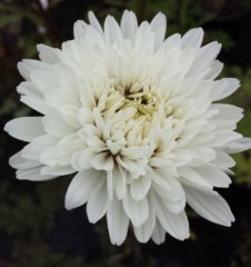 Leucanthemum superbum Summer Snowball