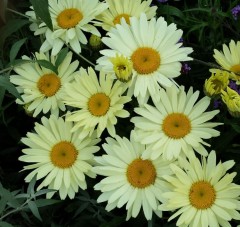 Leucanthemum superbum Sunshine