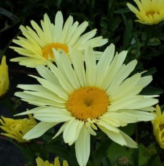 Leucanthemum superbum Sunshine