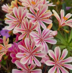 Lewisia cotyledon