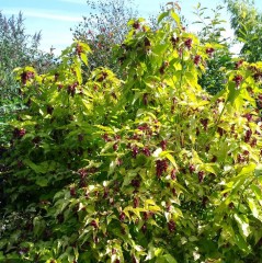 Leycesteria formosa Golden Lanterns