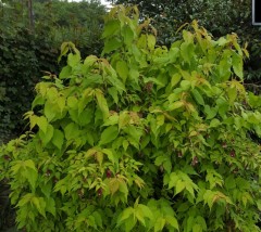 Leycesteria formosa Golden Lanterns