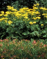 Ligularia palmatiloba