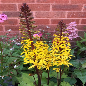 Ligularia stenocephala Little Rocket