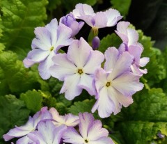 Primula sieboldii Lilac Crinoline