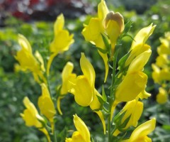 Linaria dalmatica