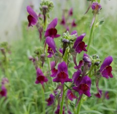 Linaria Neon Lights