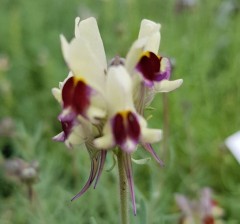 Linaria Neon Lights