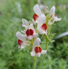 Linaria Neon Lights