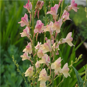 Linaria Peachy