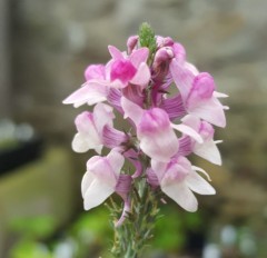 Linaria Pink Kisses