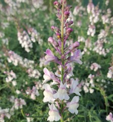 Linaria Pink Kisses