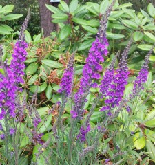 Linaria purpurea mixed colours