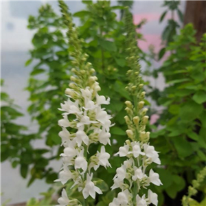 Linaria purpurea Alba