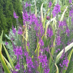 Linaria purpurea