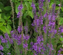 Linaria purpurea