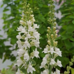 Linaria purpurea mixed colours