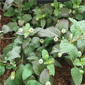 Herb Aztec Sweet Herb (Lippia dulcis)