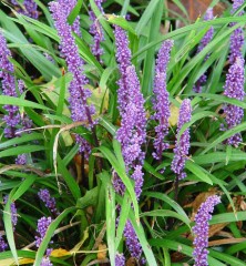 Liriope muscari