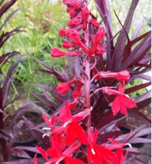 Lobelia cardinalis Queen Victoria