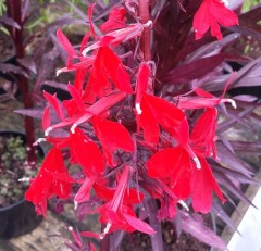 Lobelia cardinalis Queen Victoria