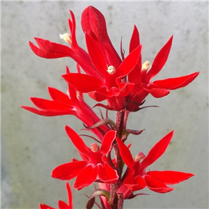 Lobelia Compliment Scarlet