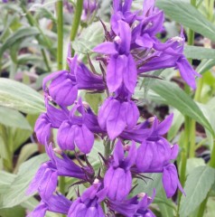 Lobelia Fan Deep Blue