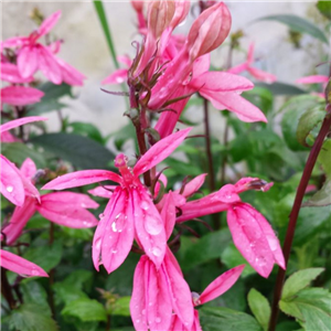 Lobelia Fan Salmon