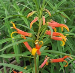 Lobelia laxiflora