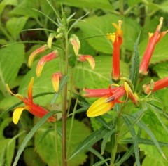 Lobelia laxiflora