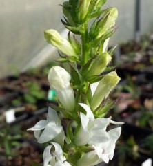 Lobelia siphilitica Alba