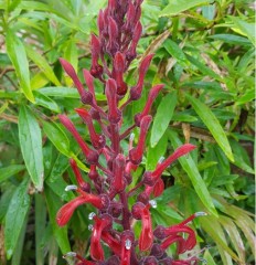 Lobelia tupa