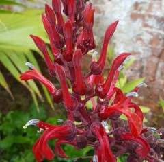 Lobelia tupa