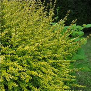 Lonicera nitida Baggesens Gold