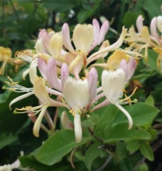 Lonicera periclymenum Serotina