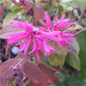 Loropetalum chinensis Ming Dynasty